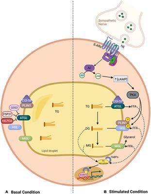 The Molecular Brakes of Adipose Tissue Lipolysis